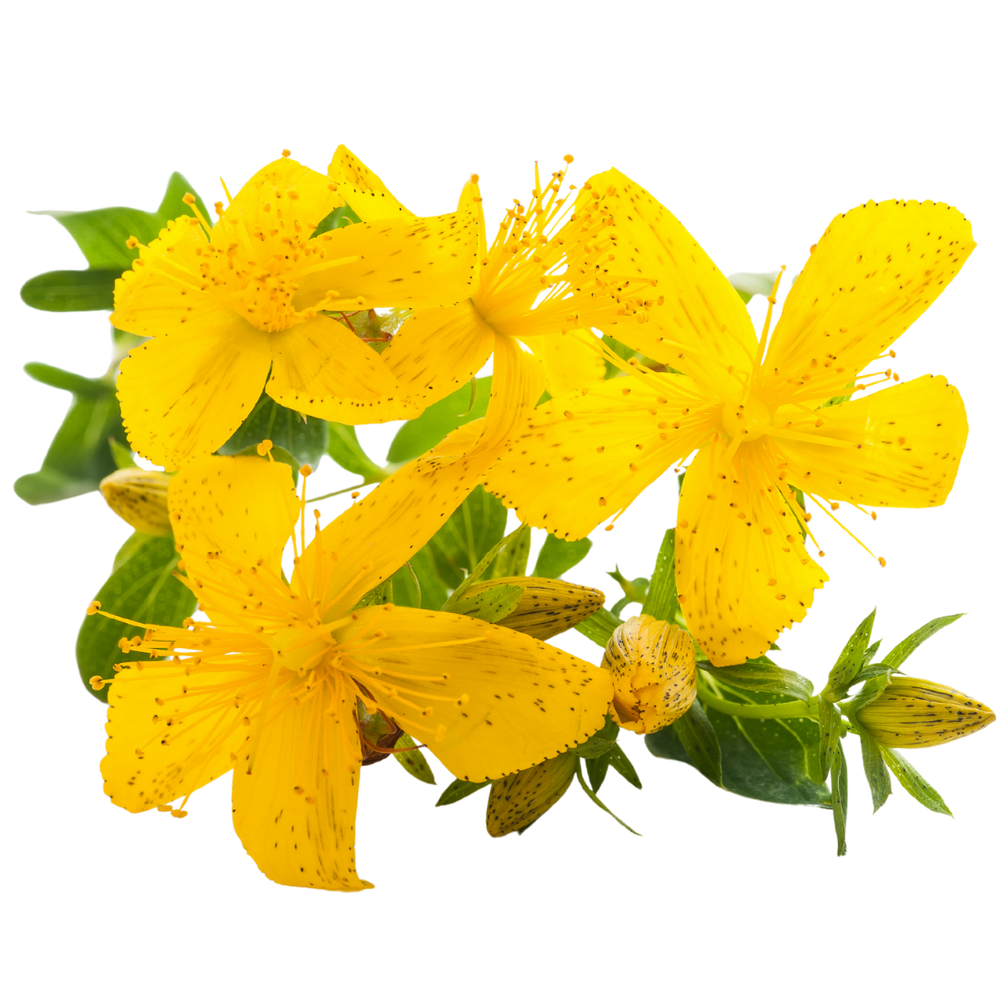 St. John’s Wort Extract
