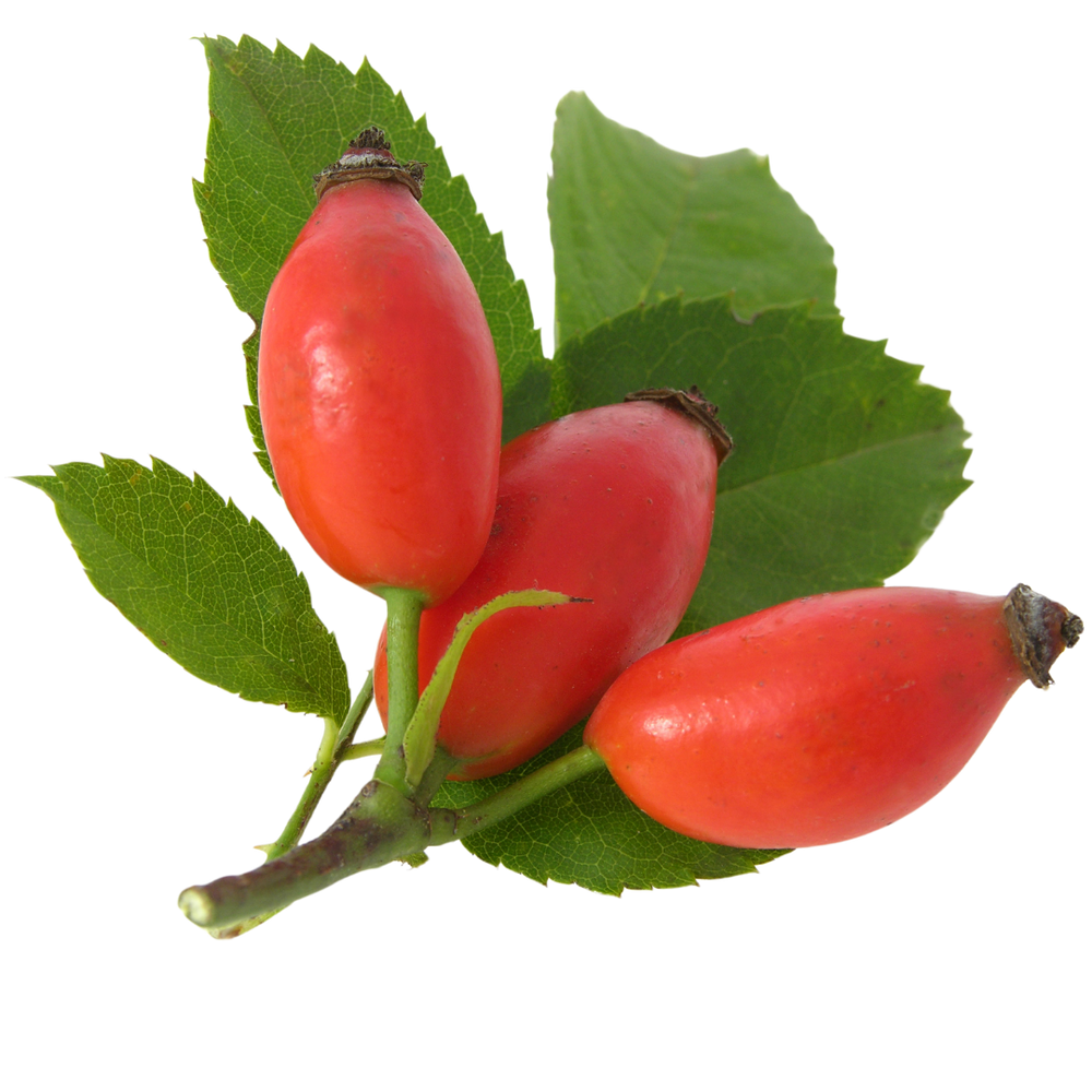 ROSEHIP